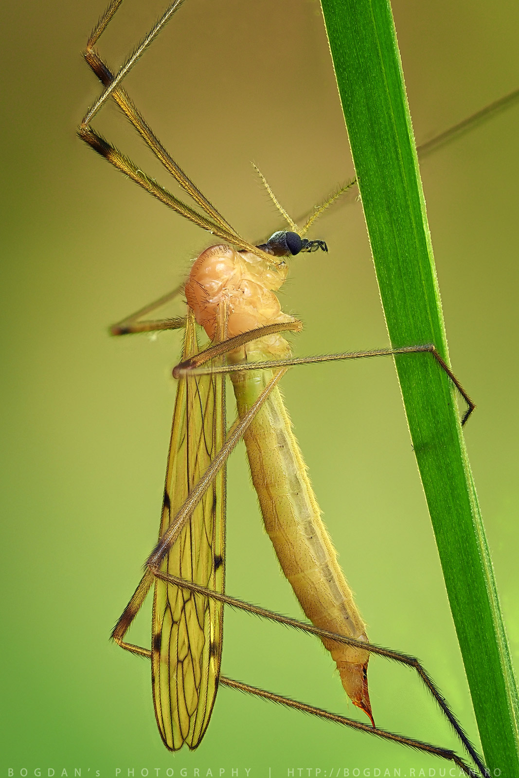 Musca-macara sau Tipula (musca-picioare lungi)